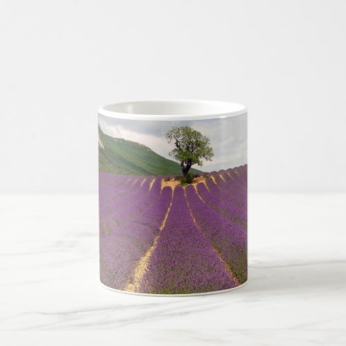 Lavender fields of France beautiful photo mug