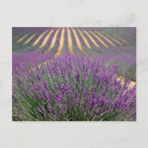 Lavender Fields of Provence France Postcard