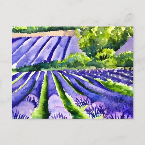 Lavender fields postcard