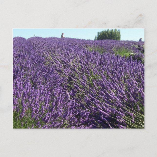 Lavender fields postcard (Front)
