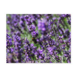 Lavender Fields Postcard