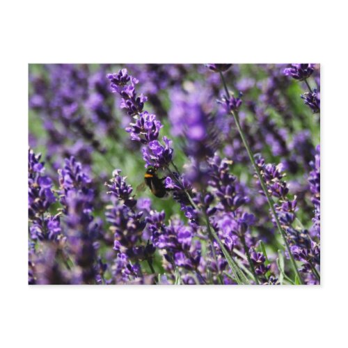 Lavender Fields Postcard