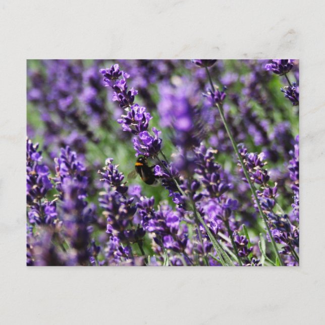 Lavender Fields Postcard (Front)
