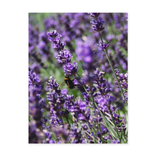 Lavender Fields Postcard