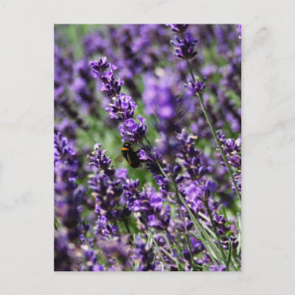Lavender Fields Postcard