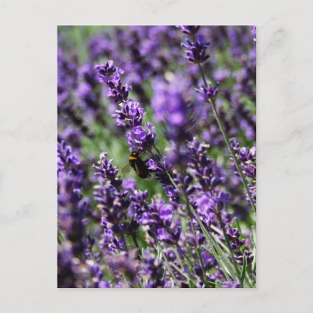 Lavender Fields Postcard