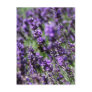 Lavender Fields Postcard