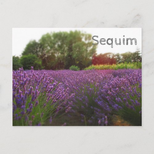 Lavender Fields Sequim Postcard
