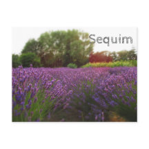 Lavender Fields Sequim