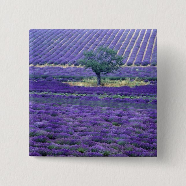 Lavender fields, Vence, Provence, France Button (Front)