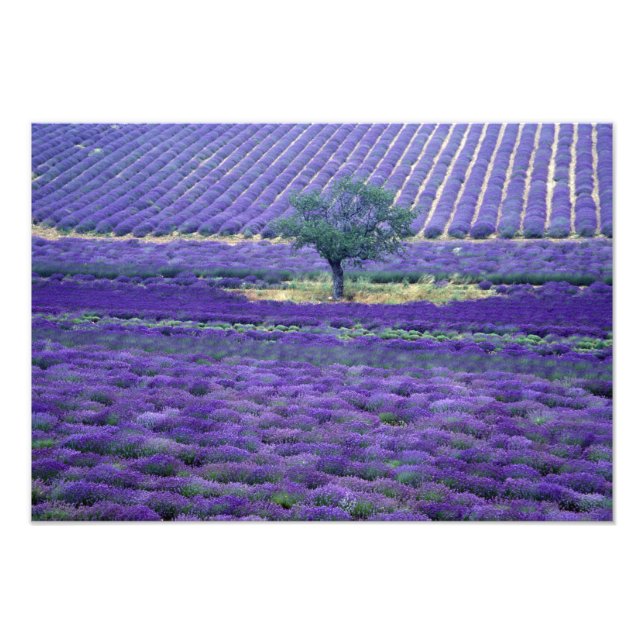Lavender fields, Vence, Provence, France Photo Print (Front)
