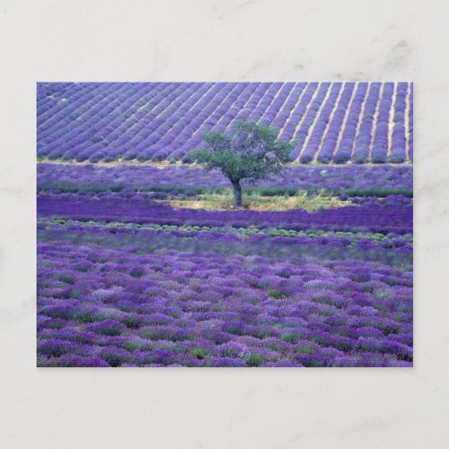 Lavender fields Vence Provence France Postcard