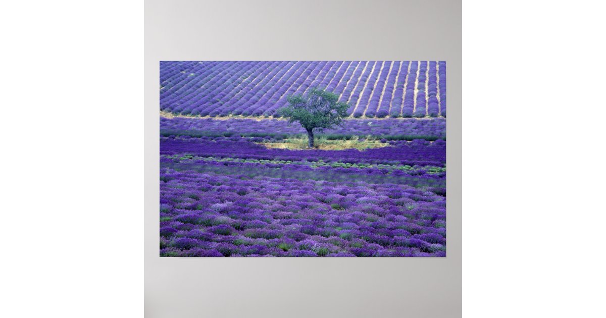 Lavender fields, Vence, Provence, France Poster | Zazzle