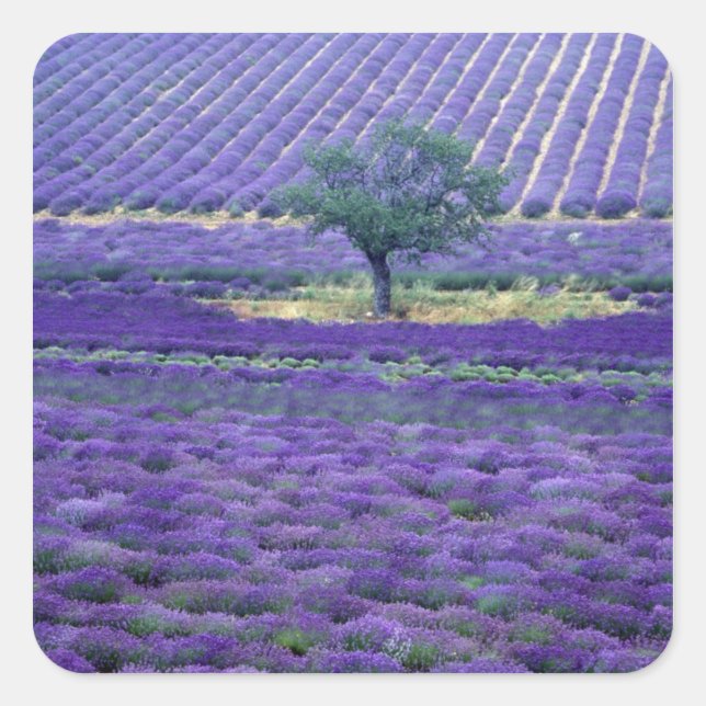 Lavender fields, Vence, Provence, France Square Sticker (Front)
