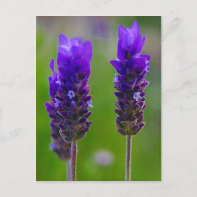lavender flora postcard (Front)