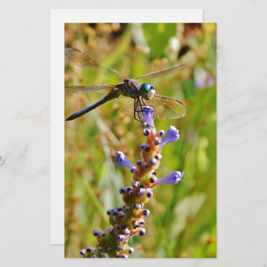 Lavender flower dragonfly (Front/Back)