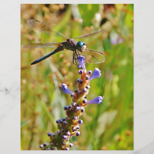 Lavender flower dragonfly (Front)