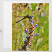 Lavender flower dragonfly (Front/Back)