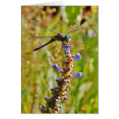 Lavender flower dragonfly (Front)