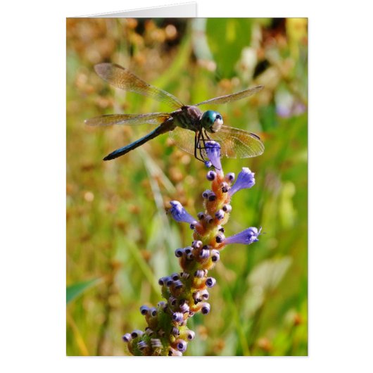 Lavender flower dragonfly cards (Front)