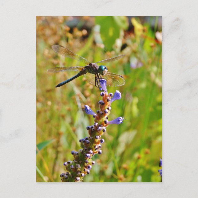 Lavender flower dragonfly postcard (Front)