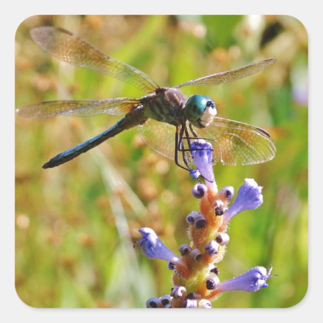 Lavender flower dragonfly square sticker (Front)