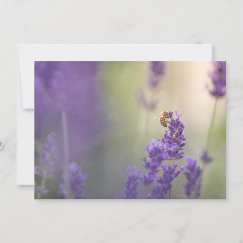 Lavender Flower Honeybee Nature Photo Card