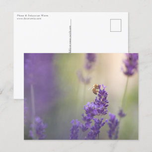 Lavender Flower Honeybee Nature Photo Postcard