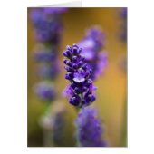 Lavender flower macro photography (Front)