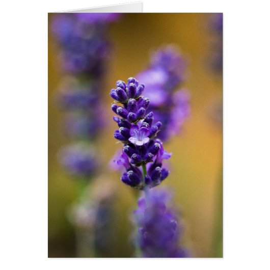 Lavender flower macro photography cards (Front)