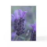 Lavender Flower Photo Greeting Card