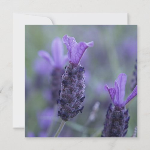 Lavender Flower Photo Invitations