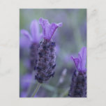 Lavender Flower Photo Postcard