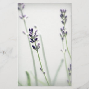 Lavender Flowers