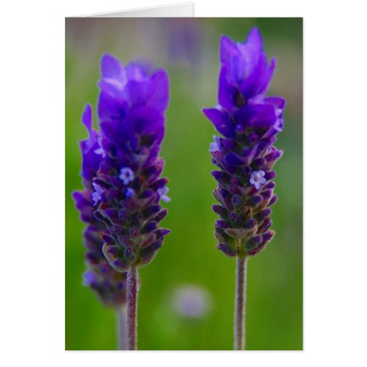lavender flowers cards (Front)
