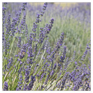 Lavender Flowers Fabric