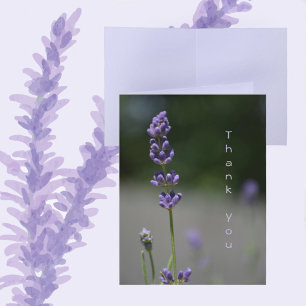Lavender Flowers Floral Botanical Photographic Note Card