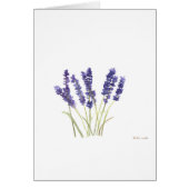 Lavender flowers french lavender (Front)