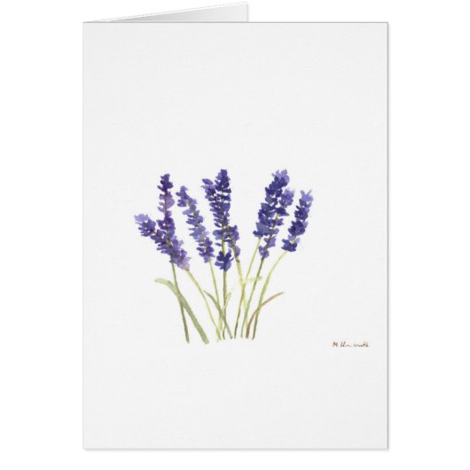 Lavender flowers french lavender (Front)