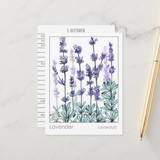 Lavender Flowers Herbal Materia Medica Study Card (Front/Back In Situ)