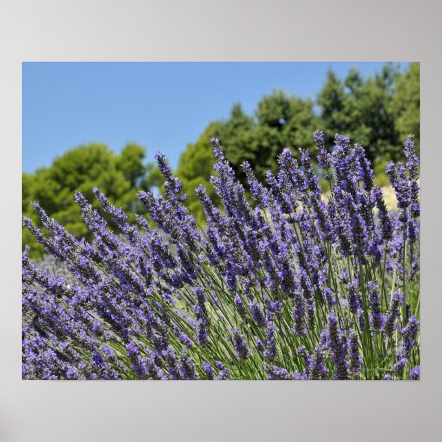 Lavender flowers in field at summer, Provence Poster (Front)