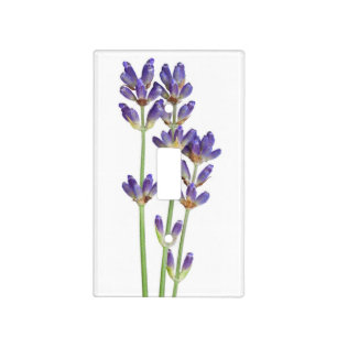Lavender Flowers Isolated On White Background Light Switch Cover