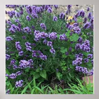 Lavender Flowers Photo Poster