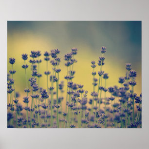 Lavender Flowers Poster