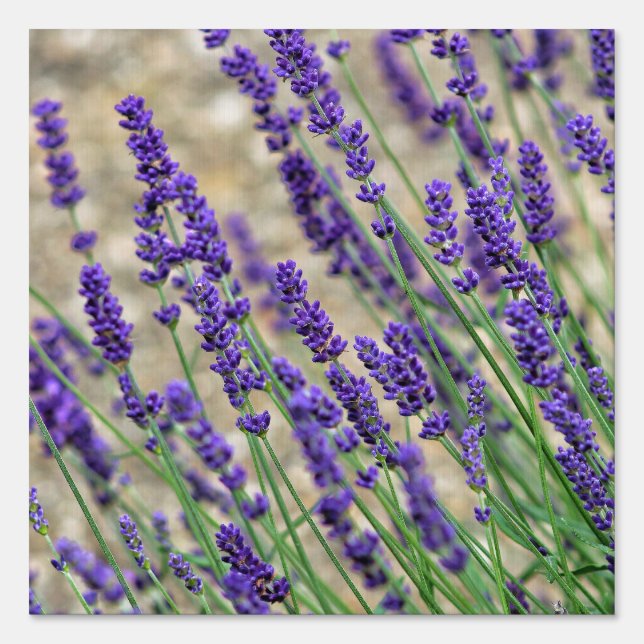 Lavender flowers  sign (Front)