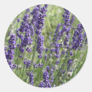 Lavender Flowers Stickers