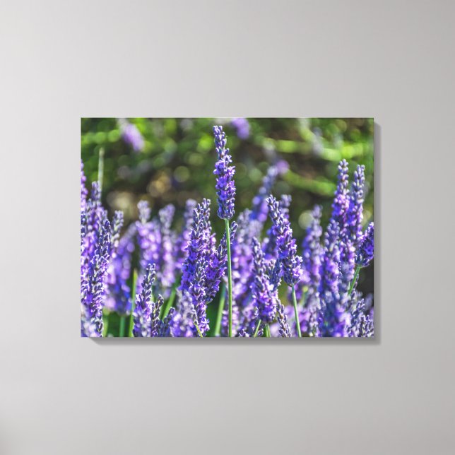 Lavender flowers up close canvas print (Front)