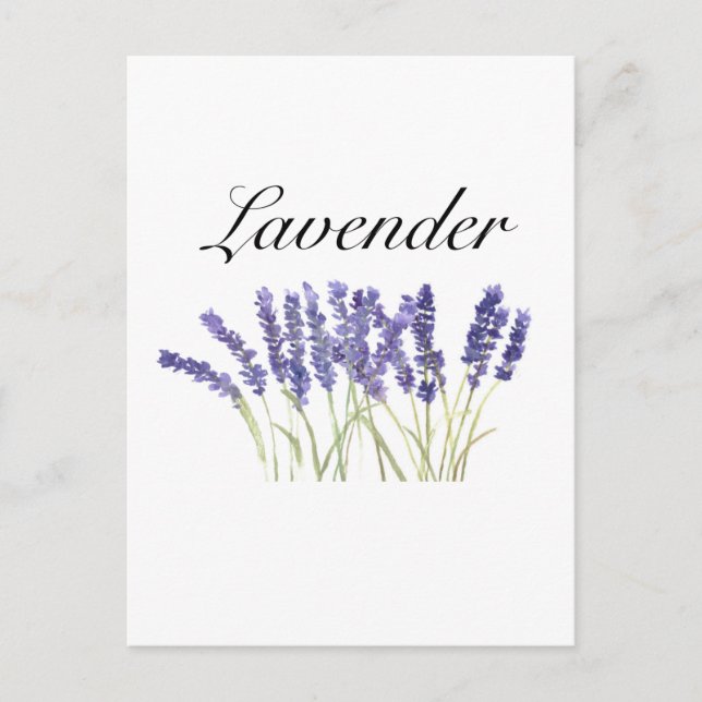 Lavender flowers watercolor herbs purple chic postcard (Front)