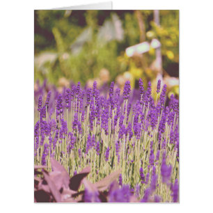 Lavender Garden Photographic Print Card
