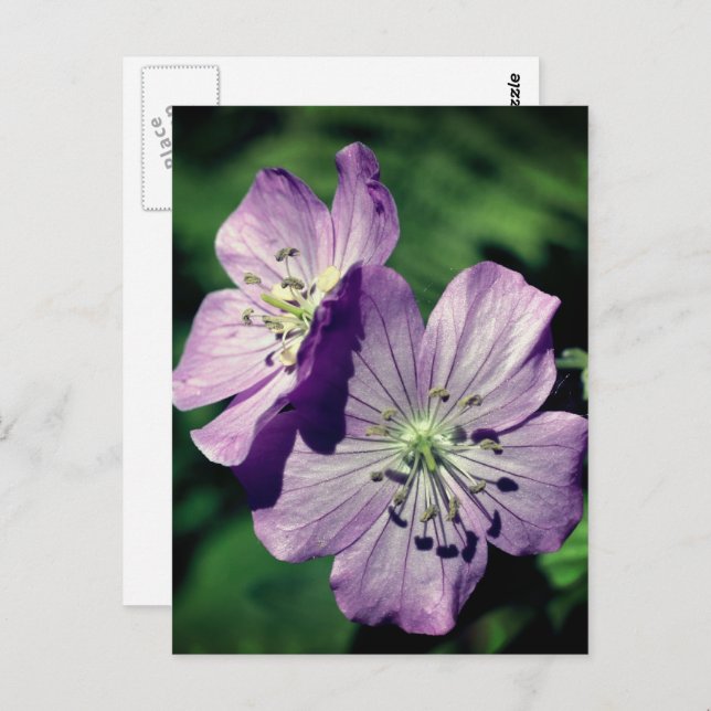Lavender Geranium Flowers Personalized Postcard (Front/Back)